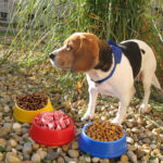 Puppy miska - obrazek 3