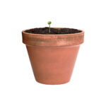 Flobba nasiona - obrazek 5