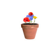 Flobba nasiona - obrazek 6