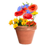 Flobba nasiona - obrazek 9