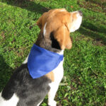 Rex obroża dla psa - obrazek 5